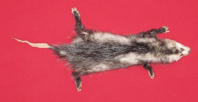 Picture of this lot Tanned Opossum Hides, Furs, Pelts, Skins
