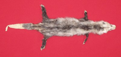 Picture of this lot Tanned Opossum Hides, Furs, Pelts, Skins