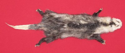Picture of this lot Tanned Opossum Hides, Furs, Pelts, Skins