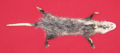 Picture of this lot Tanned Opossum Hides, Furs, Pelts, Skins