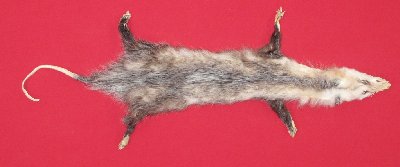 Picture of this lot Tanned Opossum Hides, Furs, Pelts, Skins