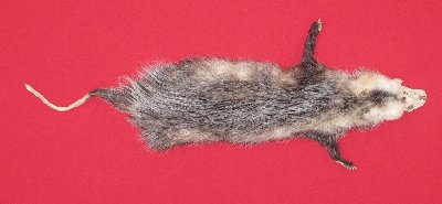 Picture of this lot Tanned Opossum Hides, Furs, Pelts, Skins