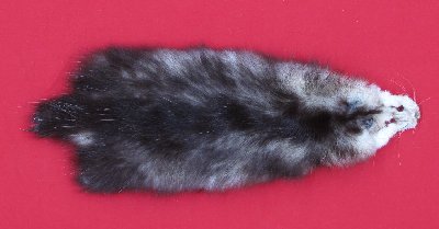 Picture of this lot Tanned Opossum Hides, Furs, Pelts, Skins