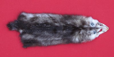 Picture of this lot Tanned Opossum Hides, Furs, Pelts, Skins