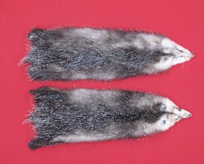 Picture of this lot Tanned Opossum Hides, Furs, Pelts, Skins