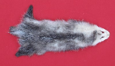 Picture of this lot Tanned Opossum Hides, Furs, Pelts, Skins