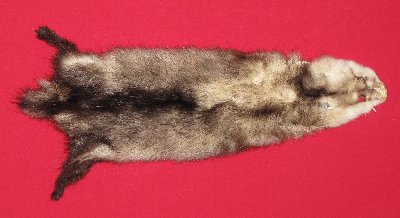 Picture of this lot Tanned Opossum Hides, Furs, Pelts, Skins