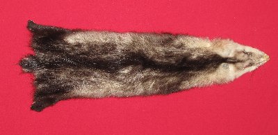 Picture of this lot Tanned Opossum Hides, Furs, Pelts, Skins