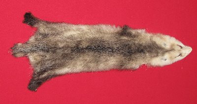 Picture of this lot Tanned Opossum Hides, Furs, Pelts, Skins