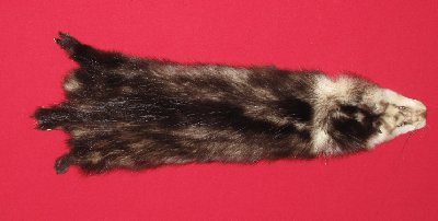 Picture of this lot Tanned Opossum Hides, Furs, Pelts, Skins
