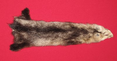 Picture of this lot Tanned Opossum Hides, Furs, Pelts, Skins