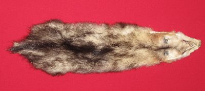 Picture of this lot Tanned Opossum Hides, Furs, Pelts, Skins