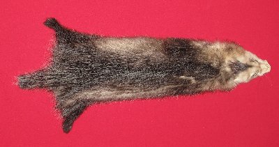 Picture of this lot Tanned Opossum Hides, Furs, Pelts, Skins