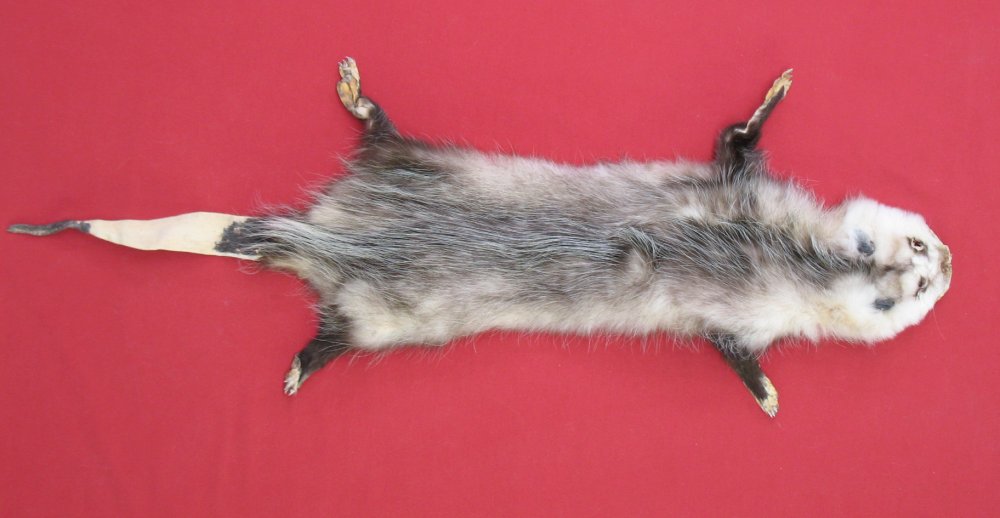 stuffed opossum taxidermy