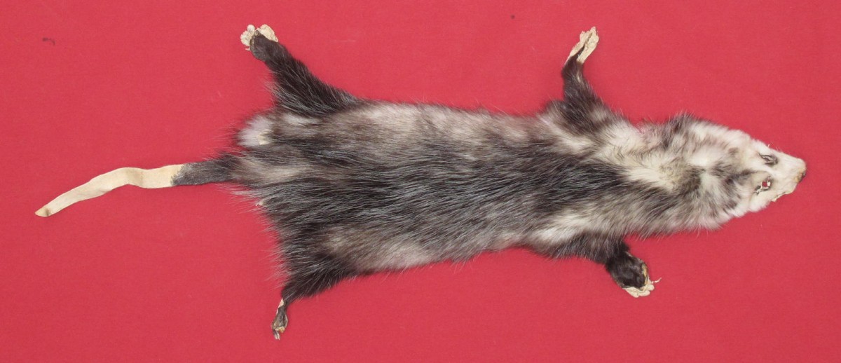 stuffed opossum taxidermy