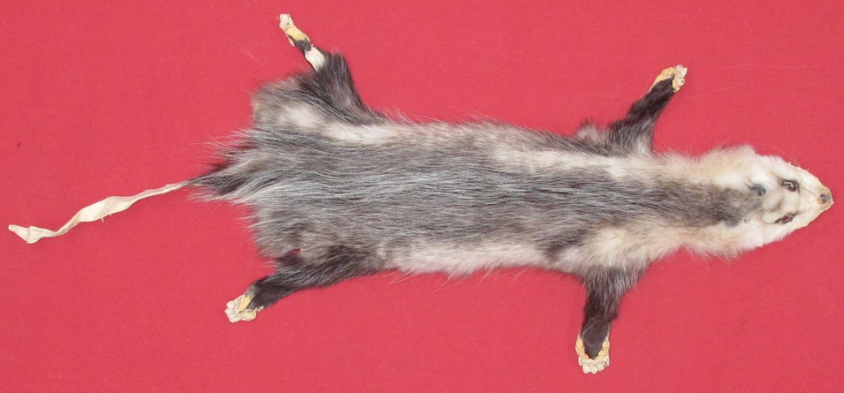 stuffed opossum taxidermy