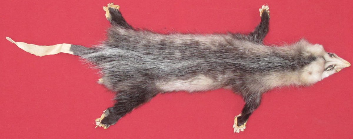 stuffed opossum taxidermy