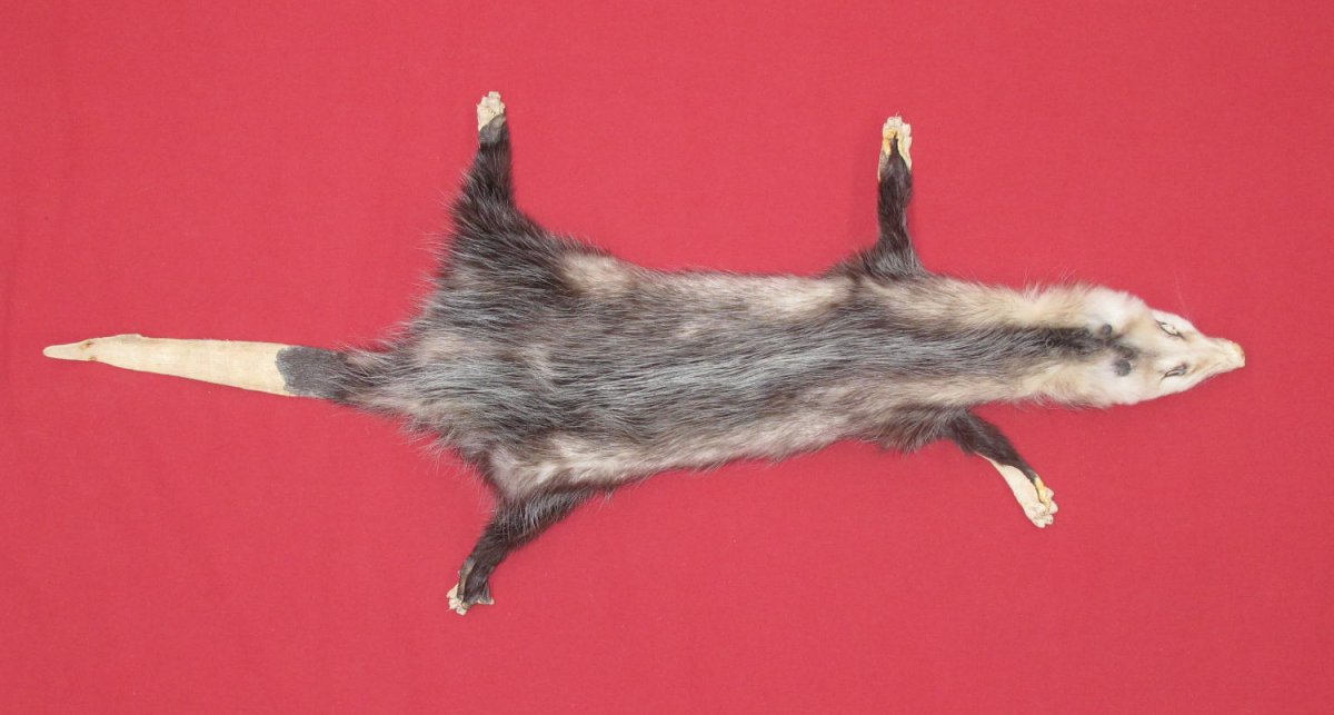 stuffed opossum taxidermy