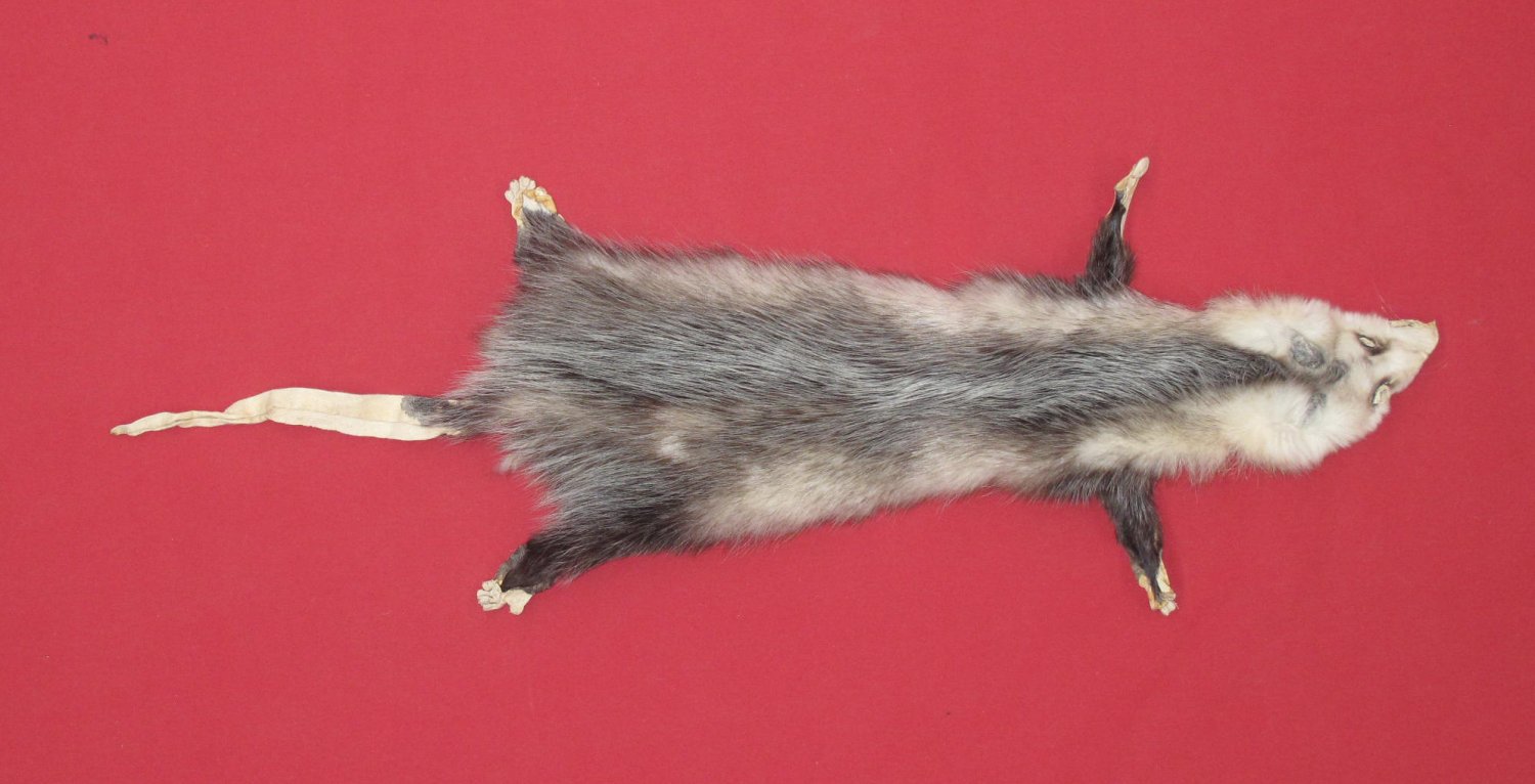 stuffed opossum taxidermy