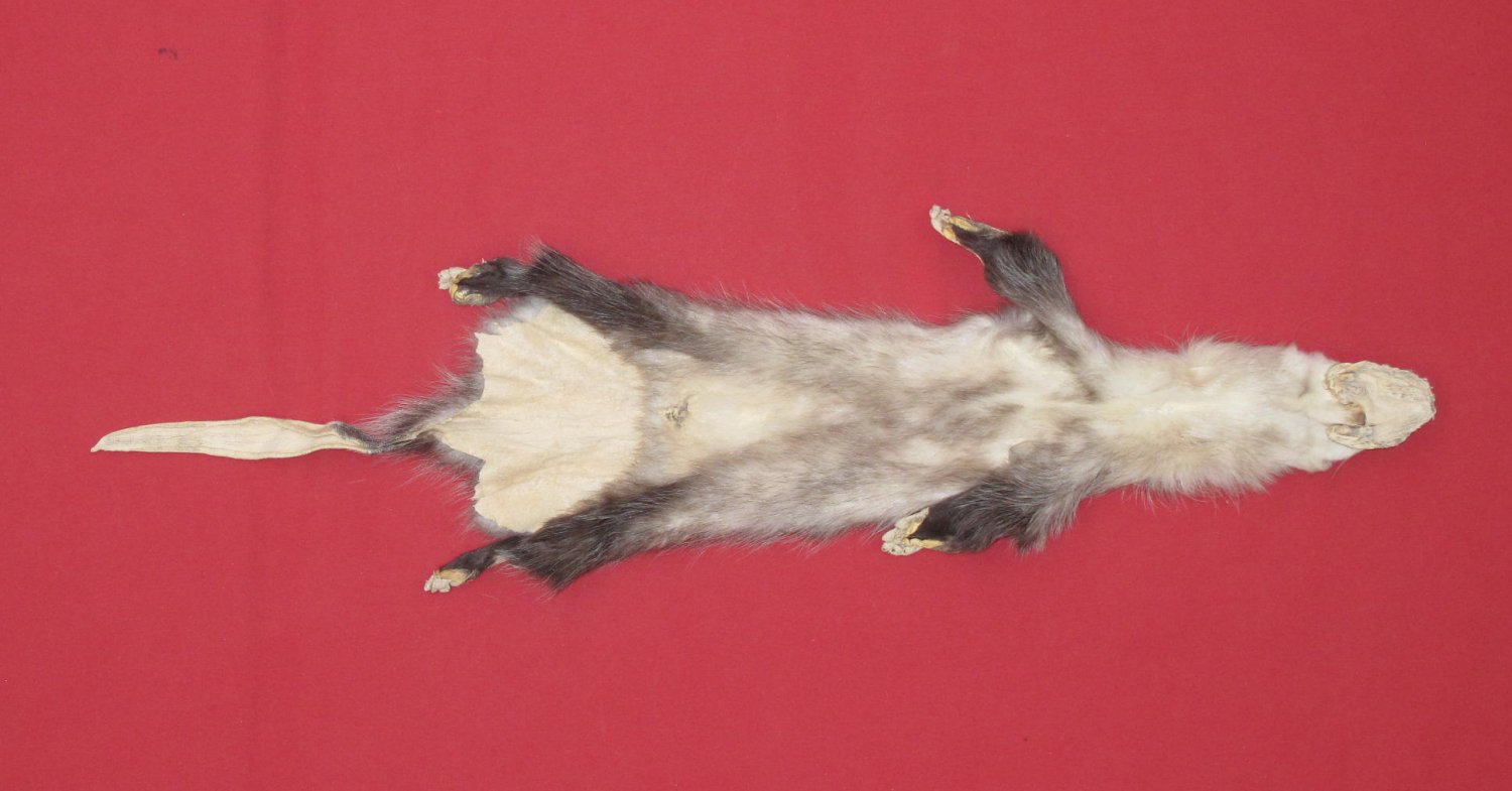 stuffed opossum taxidermy