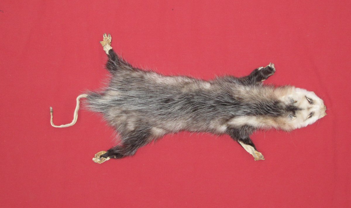 stuffed opossum taxidermy