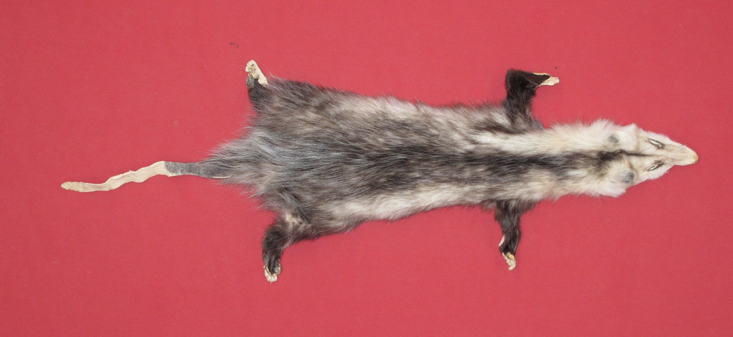 stuffed opossum taxidermy