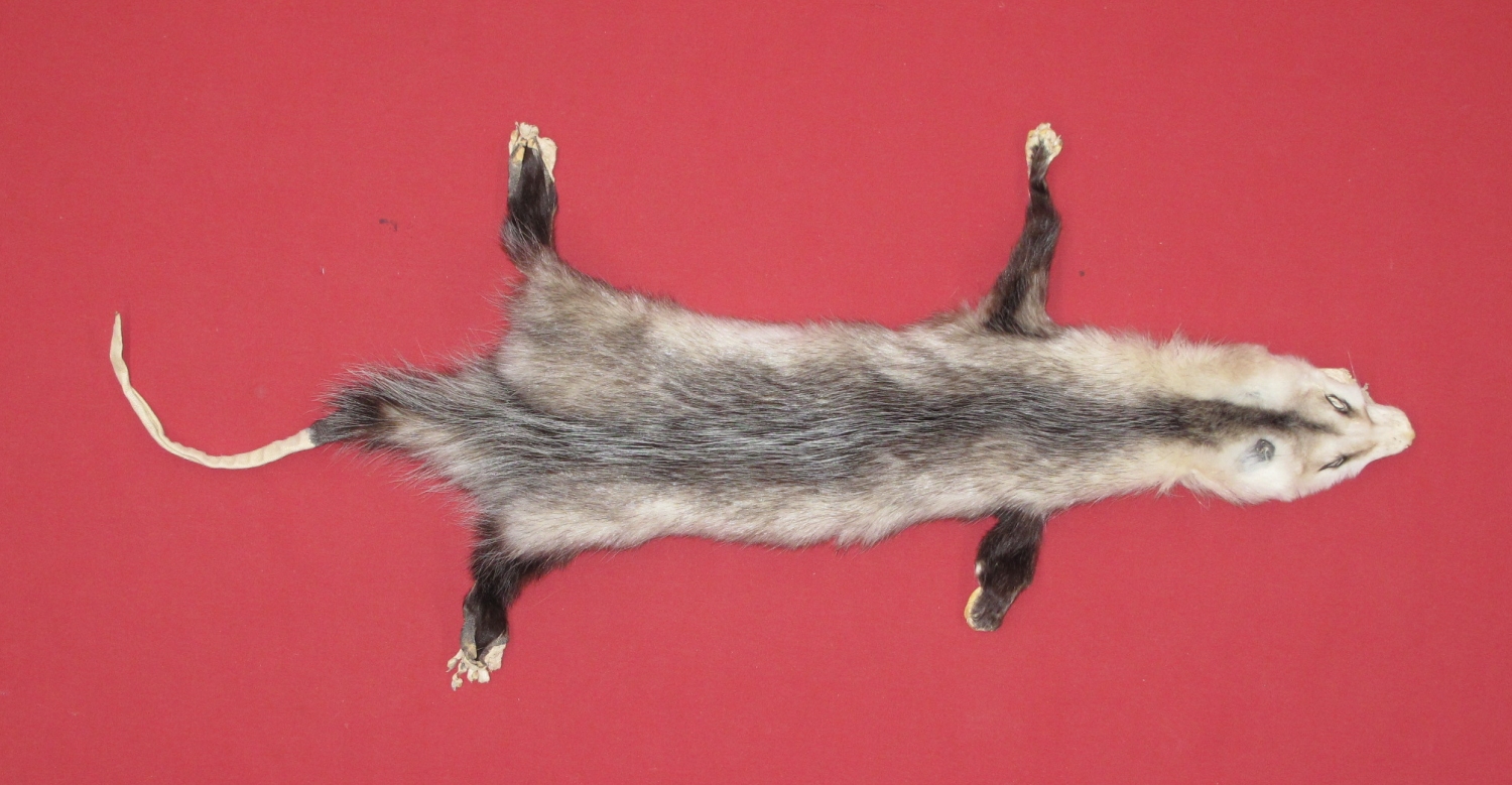 Tanned Furs OPOSSUM TAXIDERMY QUALITY 7221 0118 Hideandfur tanned-furs-opossum-taxidermy-quality-7221-0118-hideandfur