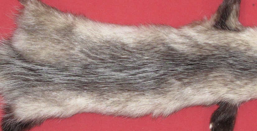 Tanned Furs OPOSSUM TAXIDERMY QUALITY 7221 0118 Hideandfur tanned-furs-opossum-taxidermy-quality-7221-0118-hideandfur