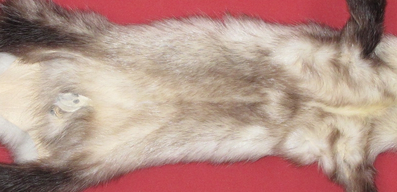 Tanned Furs OPOSSUM TAXIDERMY QUALITY 7221 0118 Hideandfur tanned-furs-skunk-taxidermy-quality-7371-0206-hideandfur