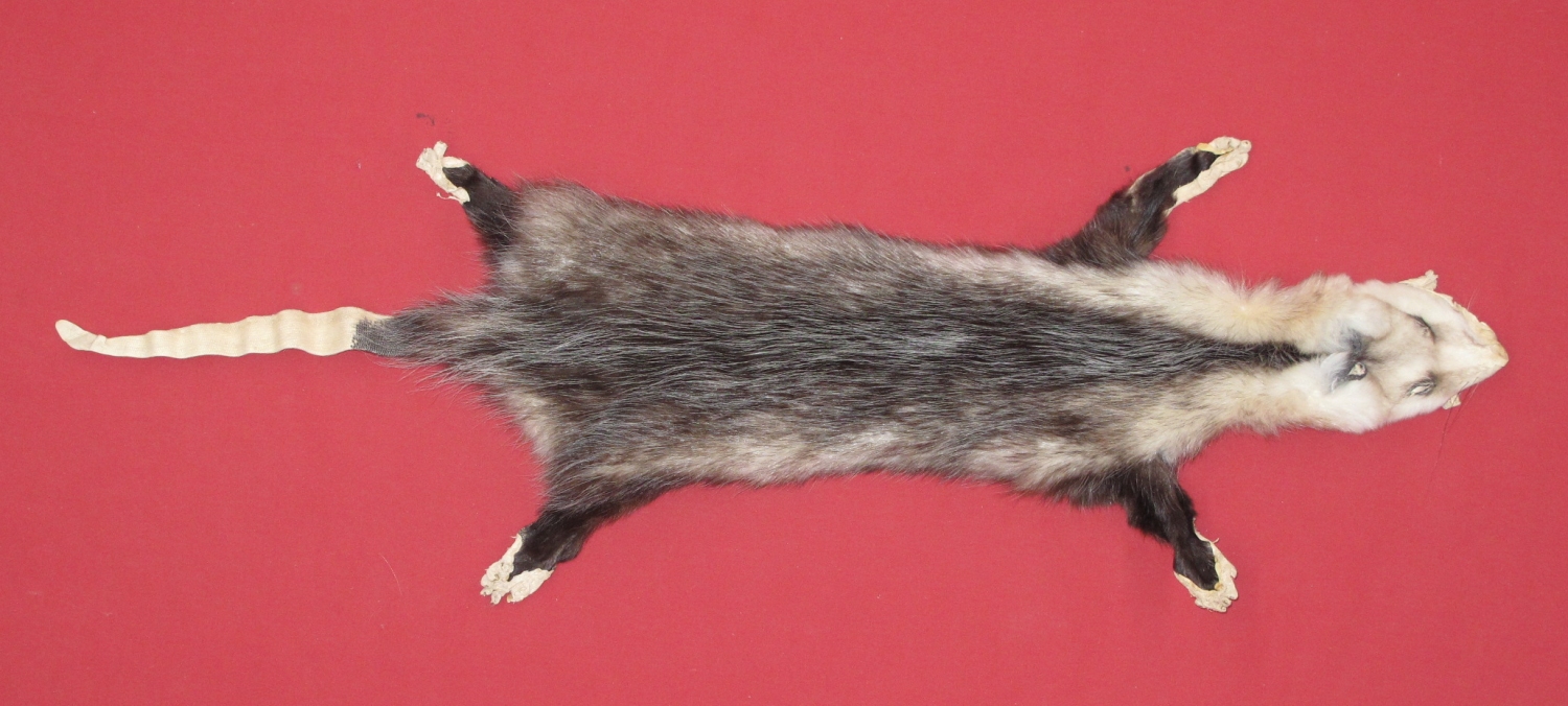 stuffed opossum taxidermy