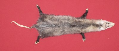 Picture of this lot Tanned Taxidermy Opossum Hides, Furs, Pelts, Skins