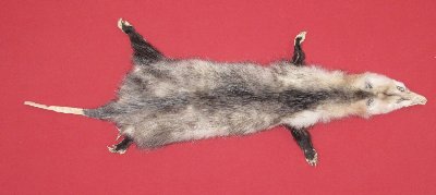 Picture of this lot Tanned Taxidermy Opossum Hides, Furs, Pelts, Skins