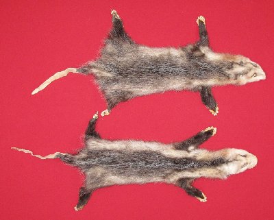 Picture of this lot Tanned Taxidermy Opossum Hides, Furs, Pelts, Skins