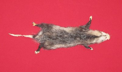 Picture of this lot Tanned Taxidermy Opossum Hides, Furs, Pelts, Skins
