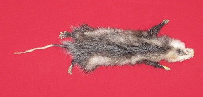 Picture of this lot Tanned Taxidermy Opossum Hides, Furs, Pelts, Skins