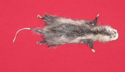 Picture of this lot Tanned Taxidermy Opossum Hides, Furs, Pelts, Skins
