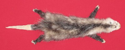 Picture of this lot Tanned Taxidermy Opossum Hides, Furs, Pelts, Skins