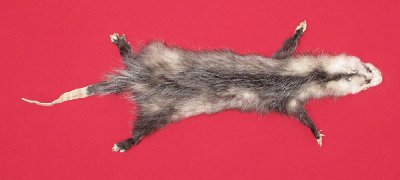 Picture of this lot Tanned Taxidermy Opossum Hides, Furs, Pelts, Skins