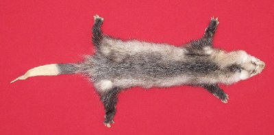 Picture of this lot Tanned Taxidermy Opossum Hides, Furs, Pelts, Skins