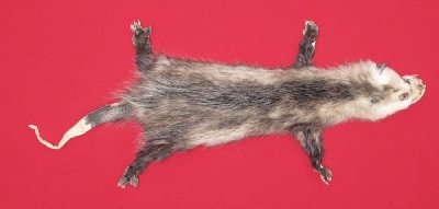 Picture of this lot Tanned Taxidermy Opossum Hides, Furs, Pelts, Skins