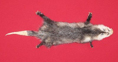 Picture of this lot Tanned Taxidermy Opossum Hides, Furs, Pelts, Skins