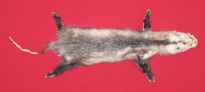 Picture of this lot Tanned Taxidermy Opossum Hides, Furs, Pelts, Skins