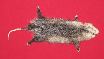 Picture of this lot Tanned Taxidermy Opossum Hides, Furs, Pelts, Skins