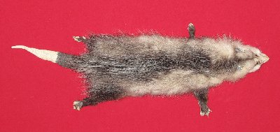 Picture of this lot Tanned Taxidermy Opossum Hides, Furs, Pelts, Skins