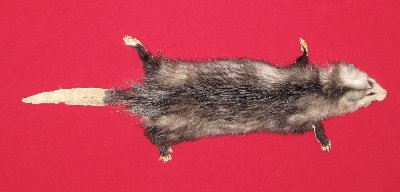 Picture of this lot Tanned Taxidermy Opossum Hides, Furs, Pelts, Skins