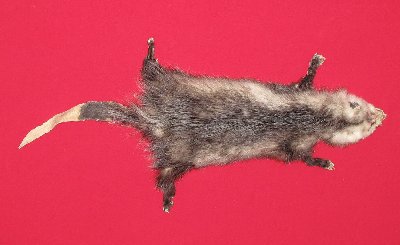 Picture of this lot Tanned Taxidermy Opossum Hides, Furs, Pelts, Skins