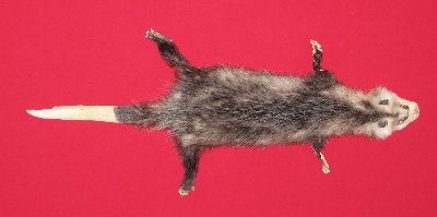 Picture of this lot Tanned Taxidermy Opossum Hides, Furs, Pelts, Skins