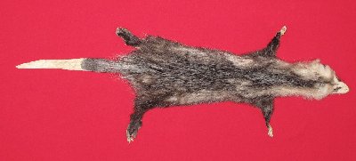 Picture of this lot Tanned Taxidermy Opossum Hides, Furs, Pelts, Skins