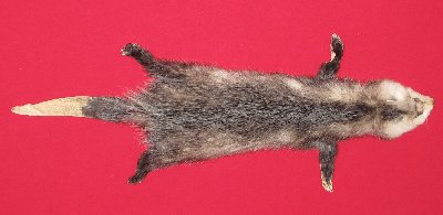 Picture of this lot Tanned Taxidermy Opossum Hides, Furs, Pelts, Skins