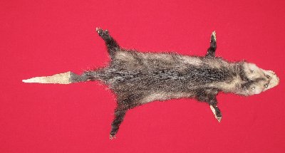 Picture of this lot Tanned Taxidermy Opossum Hides, Furs, Pelts, Skins